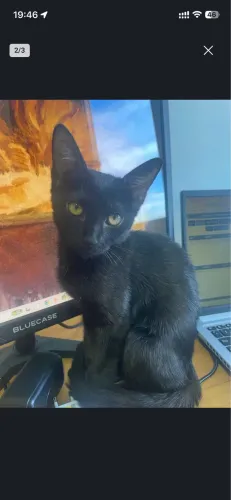 Doação responsável - gatinha preta