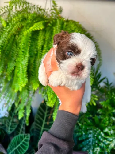 Shihtzu macho Lindo 