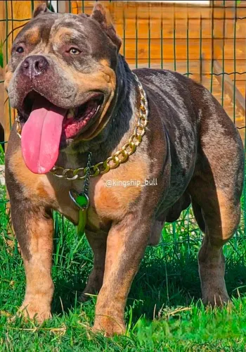 Bully XL macho aceito no Monster tbm disponíveis pra venda ou cruza 