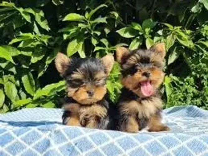 Yorkshire Terrier "Pequeno com espírito gigante."