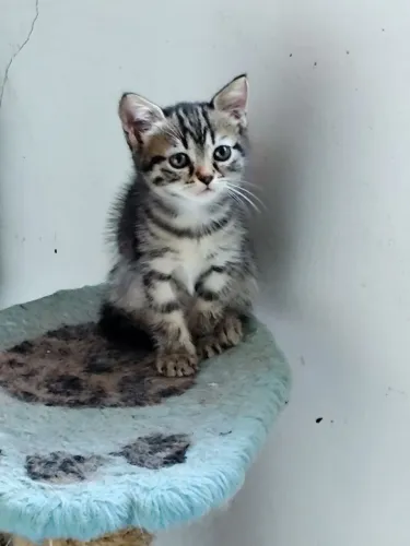 Gatinha para adoção 