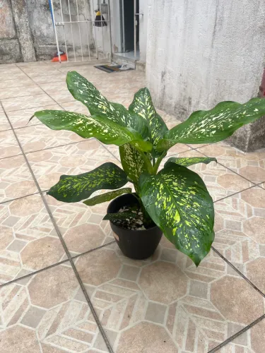 Planta comigo ninguém pode