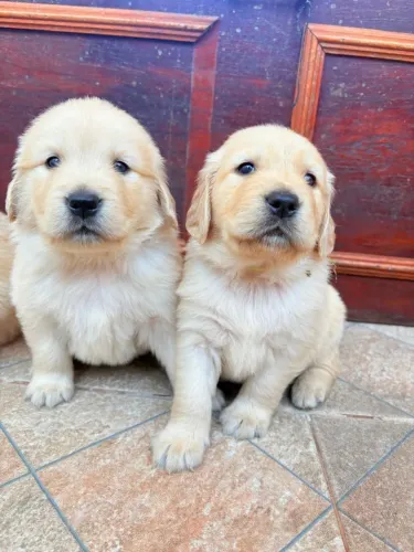 Filhotes de Golden Retriever 