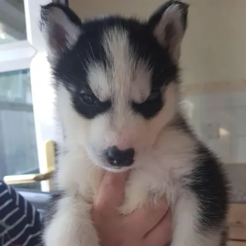 Filhotes de Husky Siberiano | Carinho e personalidade em perfeita combinação.