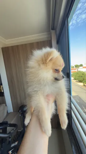 Filhote Fêmea Spitz Alemão( Lulu da Pomerania) 3 meses de vida