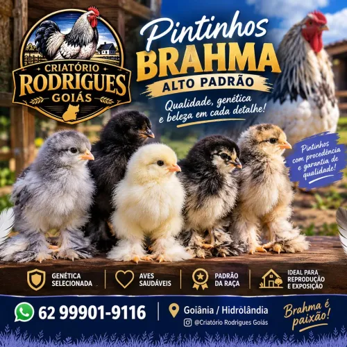 Pintinhos Brahma Goiás