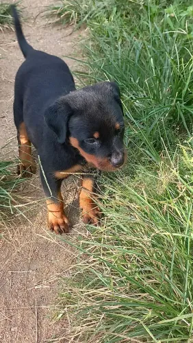 Vende-se linda filhote de Rottweiler! ?