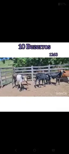 10 Bezerros 