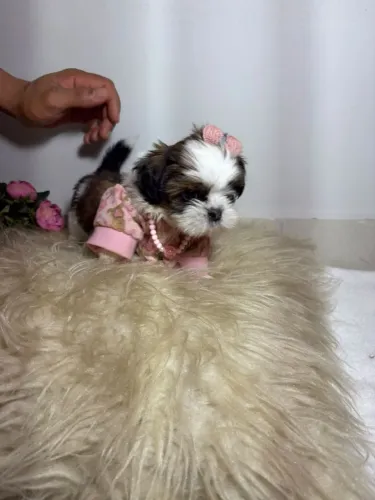 Filhote de shihtzu femea