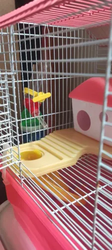 Casinha para hamster