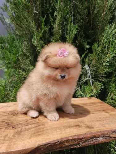 Lulu da Pomerânia (Spitz Alemão anão)