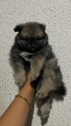 Lulu da pomerania