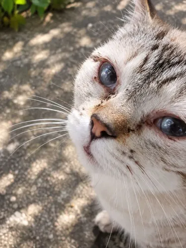 Gatinha para adoção extremamente dócil e carinhosa