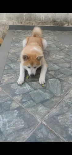 Cadela Akita