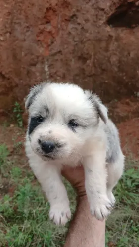 Vendo filhotes de Border collie 