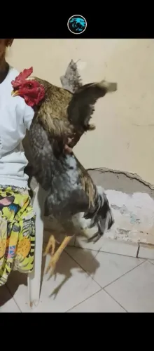 Galo caipira