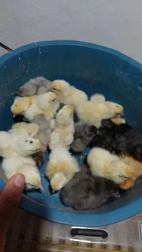 Pintinhos e ovos