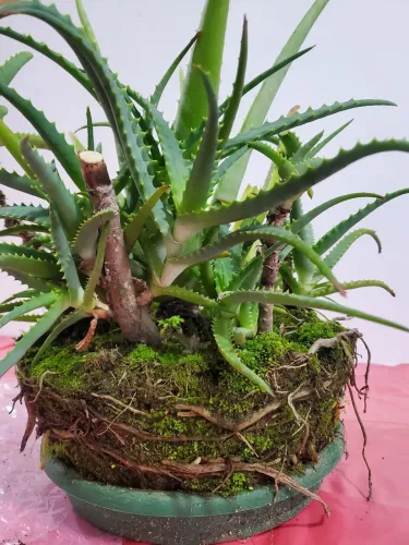 Planta Babosa  - vaso de Aloe Vera 