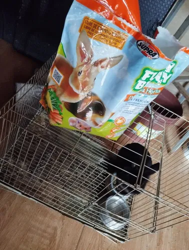 ? Vende-se coelho macho - Nome: Cacau