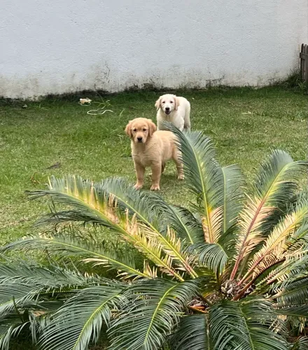 Golden retriever com pedigree