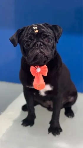 Pug 6 meses
