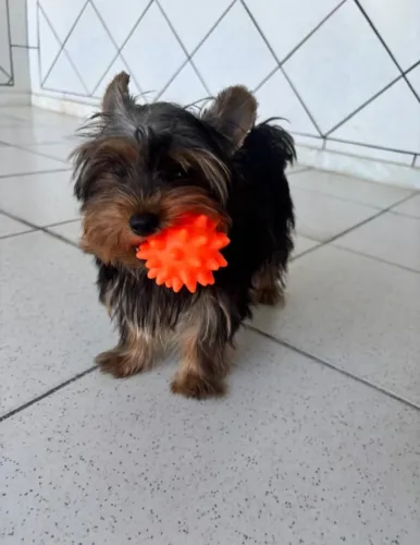 Yorkshire Mini 