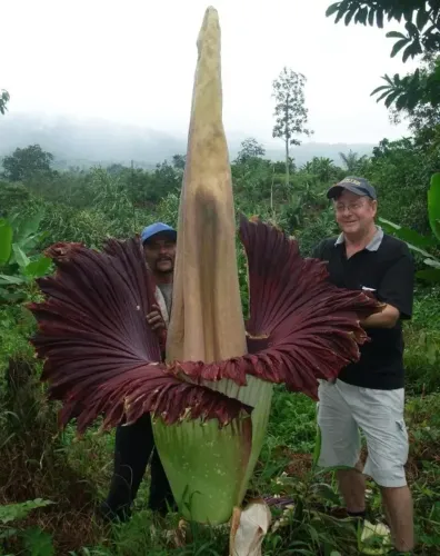 Flor- Cadáver Gigante