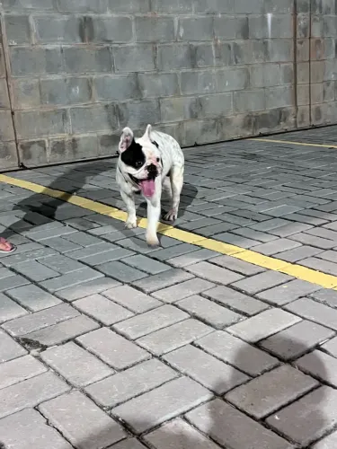 Buldogue francês macho 1 ano e 6 meses