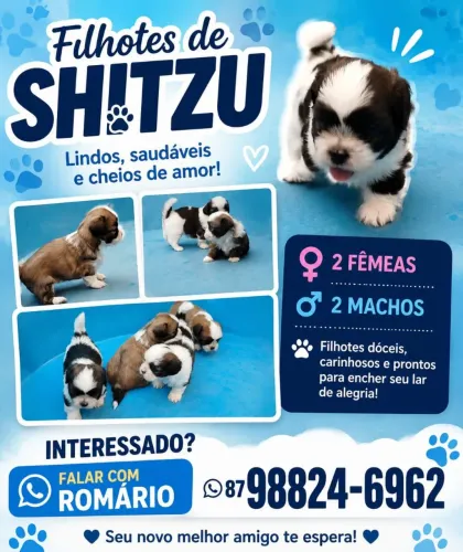 Vende-se filhote de Shitzu/Poodle