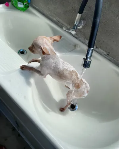 Pinscher número 0 branco 
