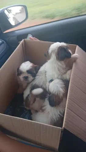 Vendo filhote Shitzu 300 reais 