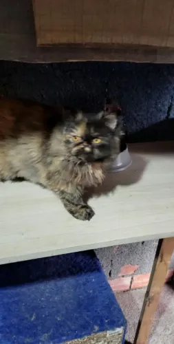 Gato