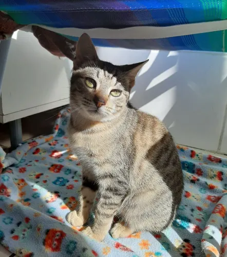 Gatinho para doar!