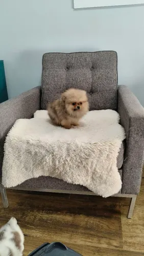 Spitz machinho anão