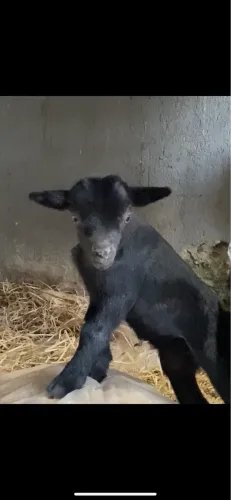 Mine Cabrito preto