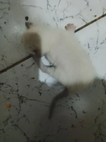 Gatinhos fofos para doação