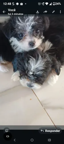Vendo filhotes de cachorro místico raça pequena! 
