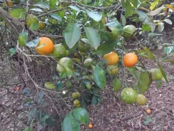 Mudas de Limão Galego