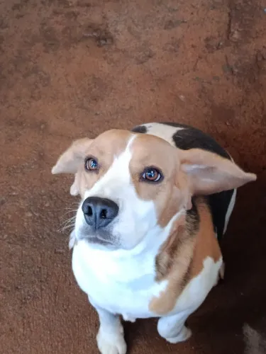 Macho de beagle