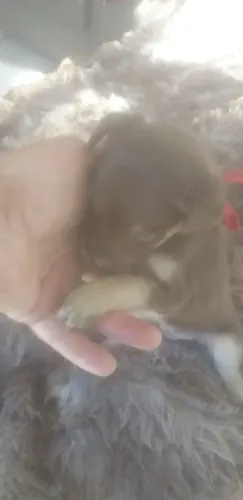 Bom dia estou vendendo por 70 filhote de pinscher macho misturado pitoquinho