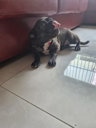 Bulldog Francês