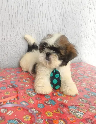 filhote de shih-tzu macho