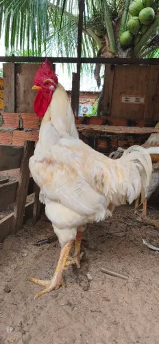 Vendo Galo GSB Branco