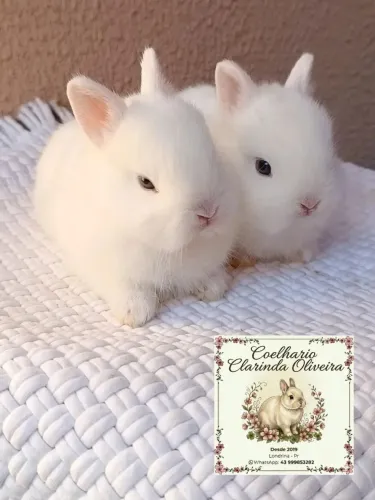 Filhotes anão Netherland dwarf 