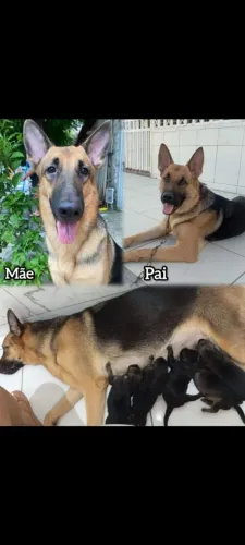 Cachorro