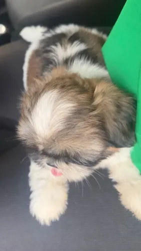 Filhote De Shih Tzu! 