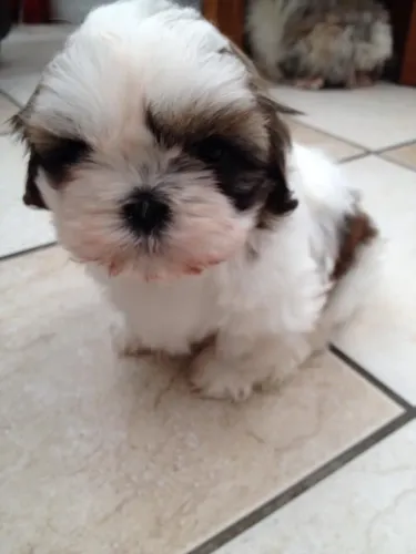 Shih Tzu brincalhão