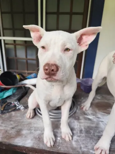 Vendo linda filhote Pitbull Monsters 