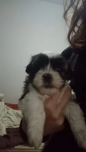 Filhotes Shih Tzu 
