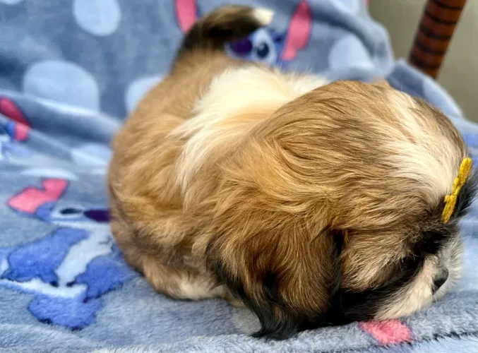 Shih Tzu